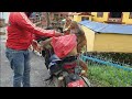 feeding potatoes to the hungry wild monkey || Thank you Rohan Ghale €200 WORK AT UNITED KINGDOM