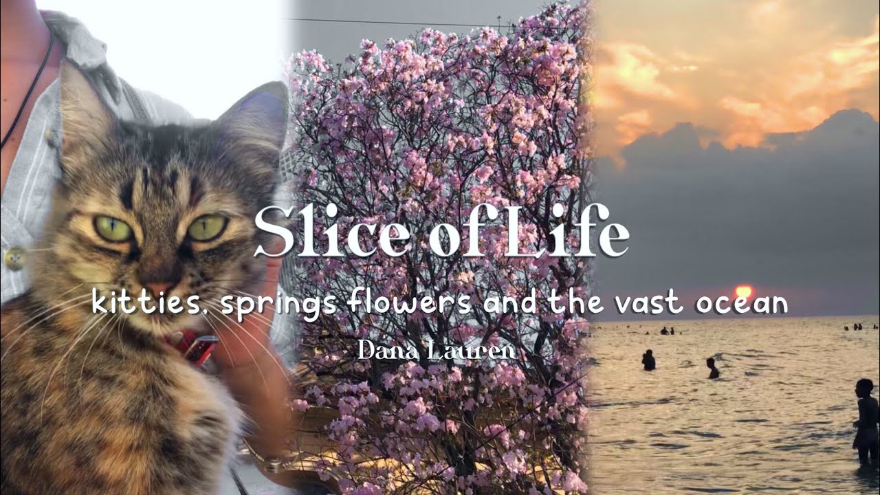Kitties🐈, spring flowers 🌸 and the vast ocean 🌊 | Slice of life |  Mɪɴɪ ᴠʟᴏɢ ｡･:*:･ﾟ