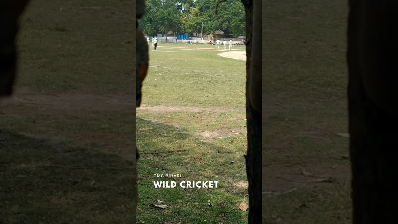 Watch Wild Cricket  
