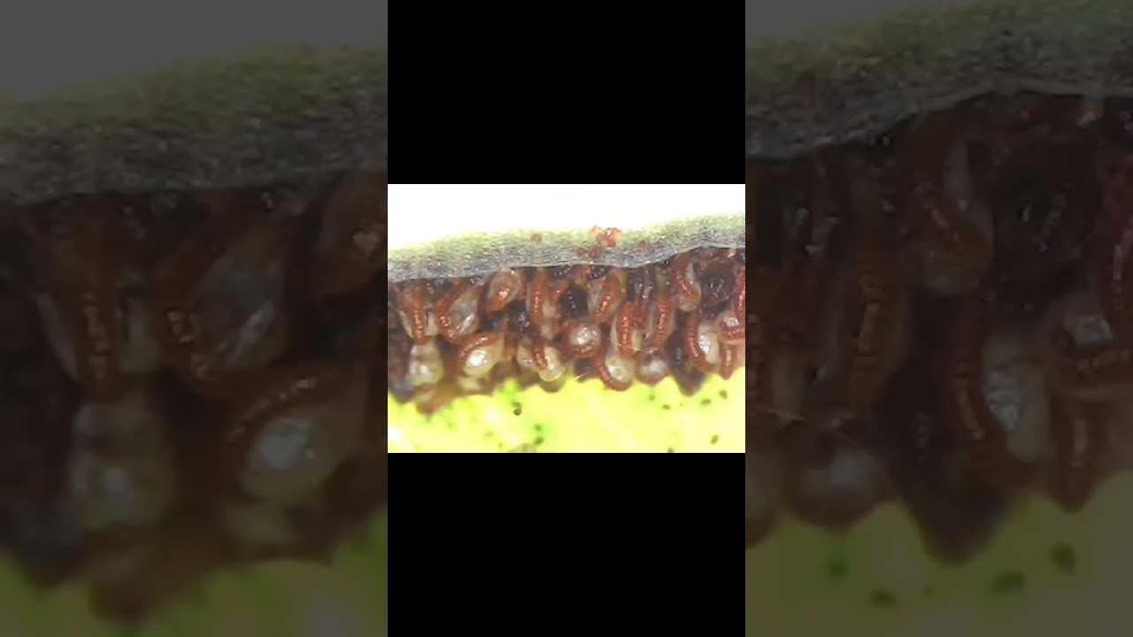 Releasing spores of fern's sporangia | Pteris tripartita 🌿 #shorts #microscope #fern #spore #plants