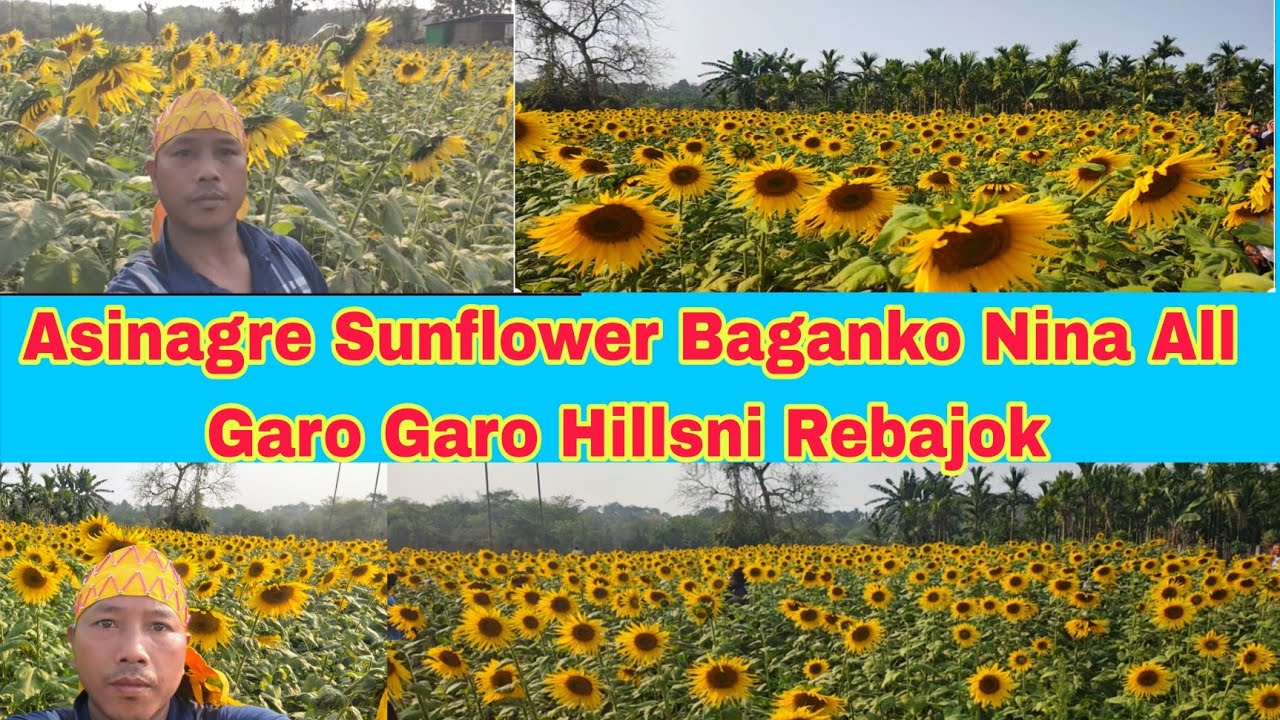 Asinagre Sunflower Bagan Gasujok All Garo Hillsnin Nina Rebaenga
