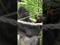 Kiyomasa &Ai【東山動物園ゴリラ】 #gorilla