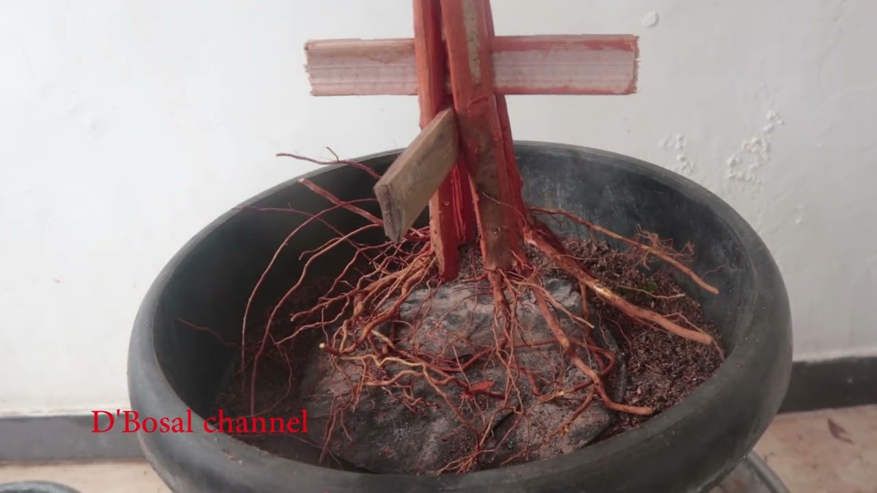 #V244 Babon Sancang Cokan