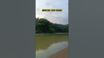 MANCING IKAN BAUNG #mancing #fishing #fyp #baungmonster