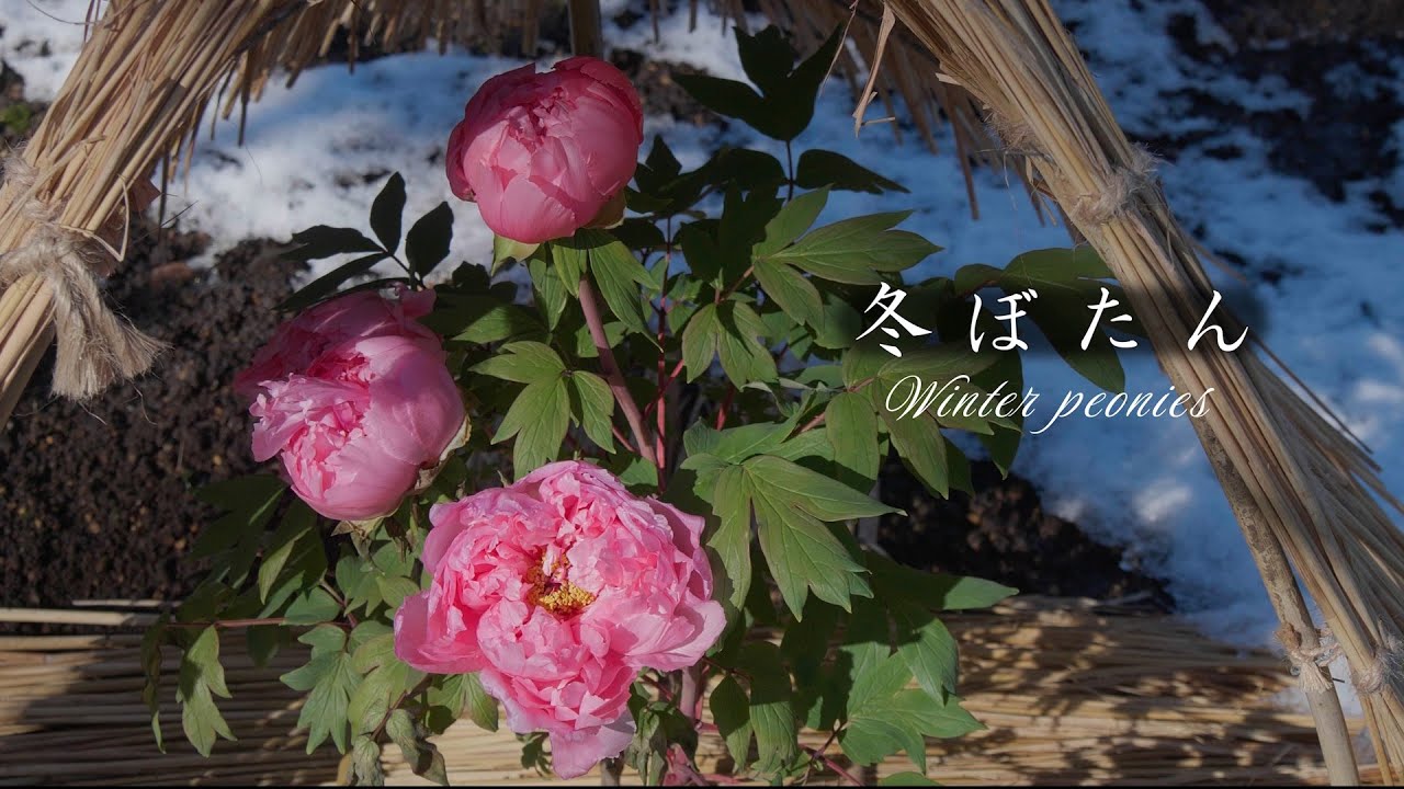 Winter Peony ~ Wrapped in Strawberries 4K [2026] Ueno Toshogu