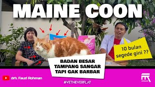 TIPS JITU MERAWAT KUCING MAINE COON ALA CATTERY PROFESIONAL | BISNIS BREEDING OKE SAAT PANDEMI