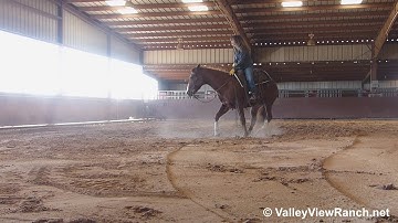 Ichi Bitsy Starlight - working the mechanical cow! - ValleyViewRanch.net
