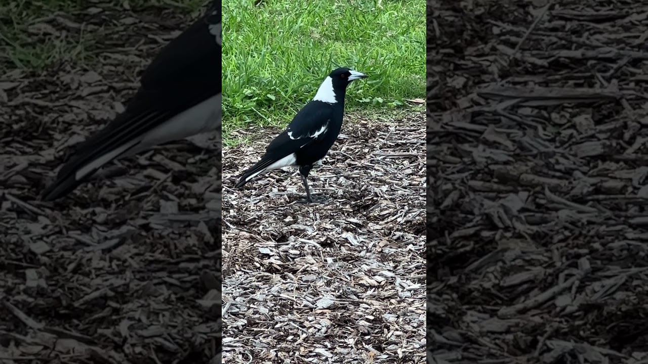 🌿Australian Magpie Foraging by the Lakeside | Native Bird in the Park  | Welcome to TUSHANNA 