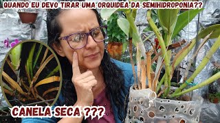 🛑CULTIVO EM SEMIHIDROPONIA VOU PRECISAR REPLANTAR UM DIA❓️E QUANDO DEVO FAZER ISSO❓️