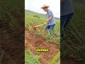 As&iacute; se cultiva el jengibre desde cero