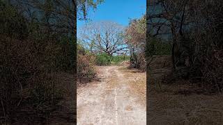 Árbol de Corutu Especie Maderable