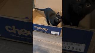 chewy — my first subscribe & save order, cat food recommendation