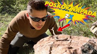     OČI U OČI SA POSKOKOM - napao 2 puta !