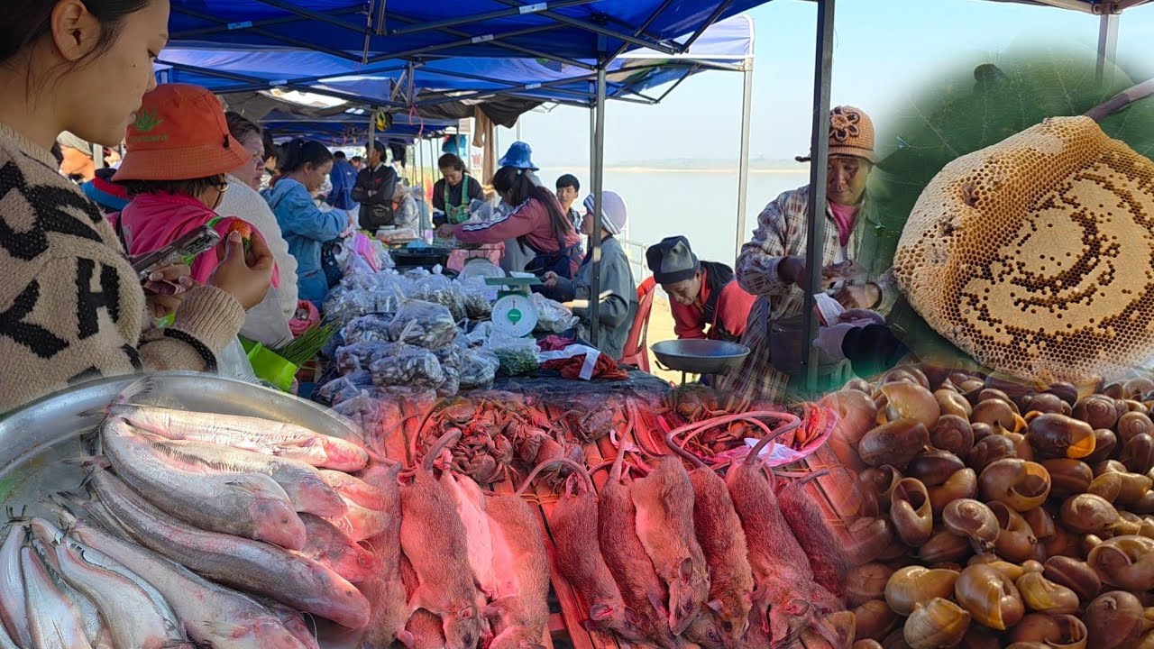 ของป่า หนูหวาย ตลาดนัดไทยลาว อ.ท่าอุเทน จังหวัดนครพนม#ของป่า #thaifood #อาหารตามฤดูกาล 
