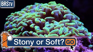 What Is the Difference Between Stony & Soft Corals? screenshot 1