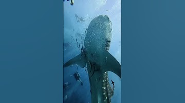 Whale Shark Sighting on Our 4th Dive! | Once-in-a-Lifetime Underwater Encounter 🐋🤿