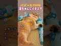 【総集編】イタズラされた猫ちゃんの神リアクションTOP6😹 可愛すぎて悶絶注意！#shorts
