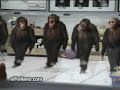 5 funny monkeys dancing