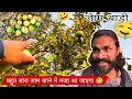 जाम बाड़ी में बहुत सारा जाम मिला ‼️ खाने में मजा आ जाएगा 😋 ‼️ ये है देशी फल🍐