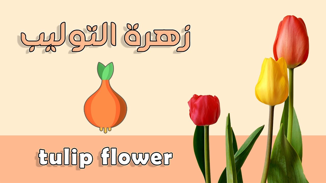 أسهل طريقة لزراعة زهور التوليب من الأبصال و كيفية العناية بها tulip flower care YouTube