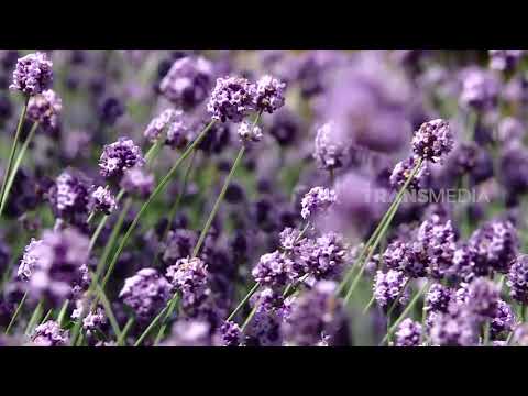 Video: Cara Membuat Taman Lavender: Menanam Taman Bunga Lavender