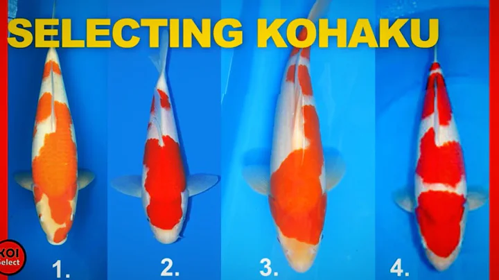 Selecting Show Quality Koi- Kohaku