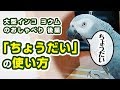 ヨウム「ちょうだい」の使い方 / 後編：大型インコのドア前おしゃべり