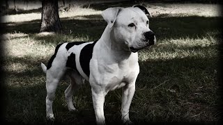 PART ONE - EXCLUSIVE INTERVIEW - BRUCE HUFFMASTER - AMERICAN BULLDOG BREEDER