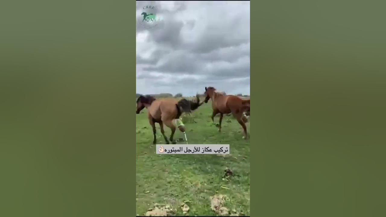 Подготовка лошади к скачкам