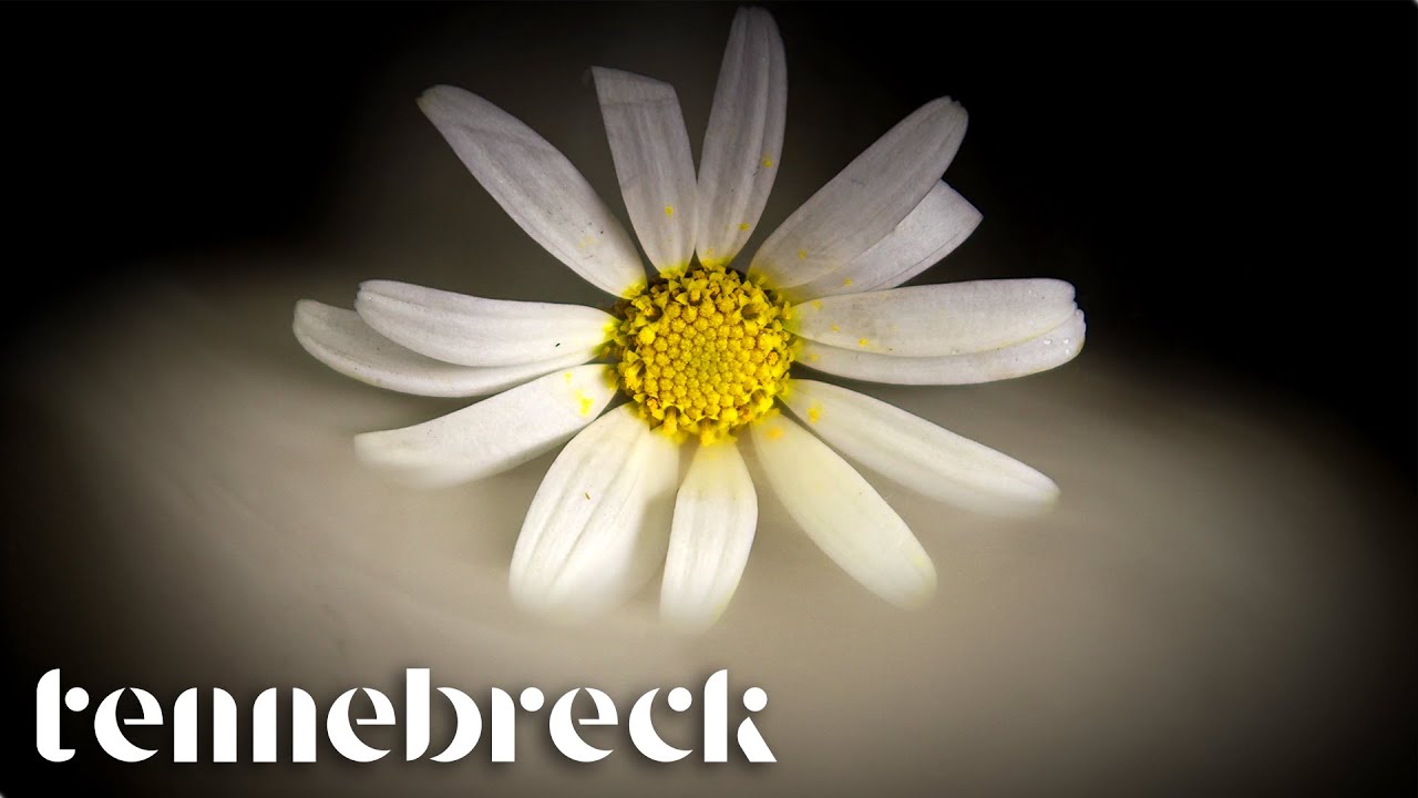 Watch Tennebreck & @D.E.P. - Flowers | Cover on YouTube Watch Tennebreck & @D.E.P. - Flowers | Cover on YouTube