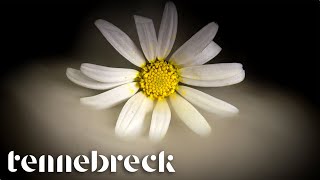 Tennebreck &amp; @D.E.P.  - Flowers | Cover