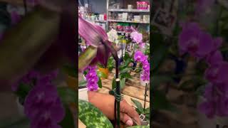 Paphiopedilum Lady Slipper Orchid at Lowe’s. #shorts #orchid #plantshopping #houseplants #flowers