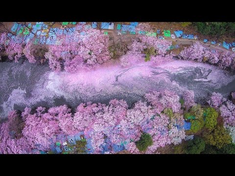 Video: Bunga Ceri Musim Bunga Di Jepun Berkembang Pada Bulan Oktober