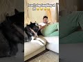 Because it’s #nationaldogday and who doesn’t love dogs? #dogsofyoutube #puppies #reaction #shorts