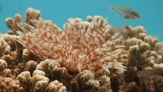 Diving In The Marshall Islands