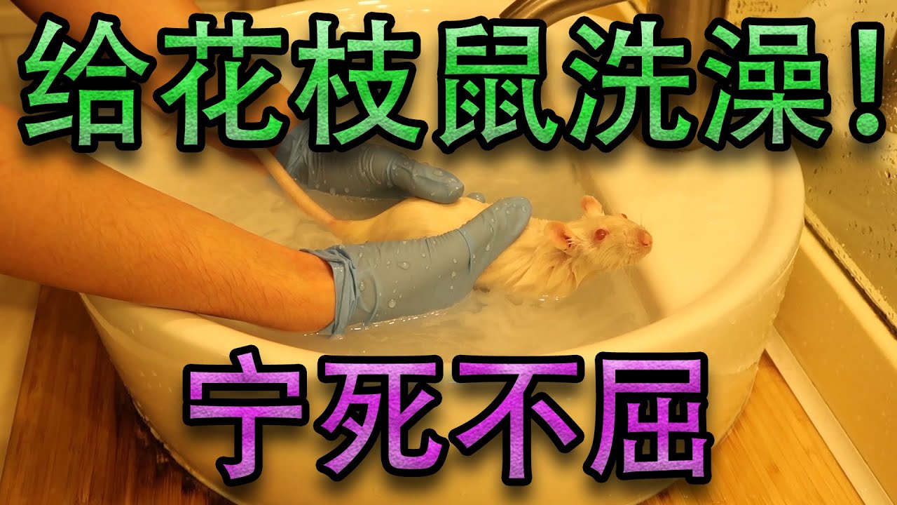 给花枝鼠洗澡和清理小窝 它真的是死都不想洗的样子 Youtube 给花枝鼠洗澡和清理小窝 它真的是死都不想洗的样子 Youtube