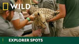 The Cheetah Matchmaker Big Cat Week National Geographic Wild Uk