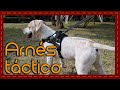 Conoce a: Arnés/Pechera deportiva para perro