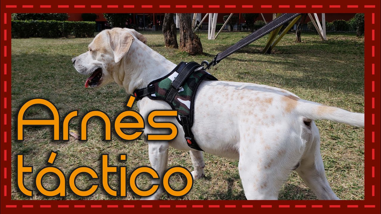 Cámara celebrar Caducado Conoce a: Arnés/Pechera deportiva para perro - YouTube