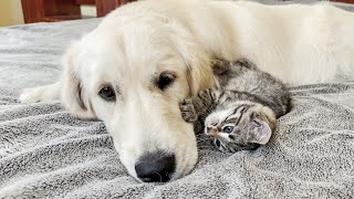 Tiny Kitten Tries to Make Friends with Golden Retriever!