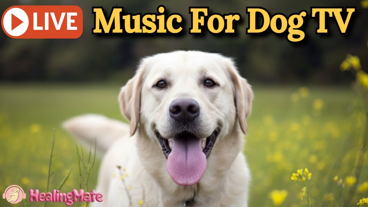 🔴Dog Music🎵🐶Calming Music for Dogs🐶💖Relaxing Music for Dog Sleep💖🦮Dog Stress Relief🎵🔴1