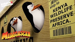 Die Pinguine kapern das Schiff | Madagascar | Screen Schnipsel