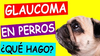 GLAUCOMA en PERROS: Todo lo que necesitas saber