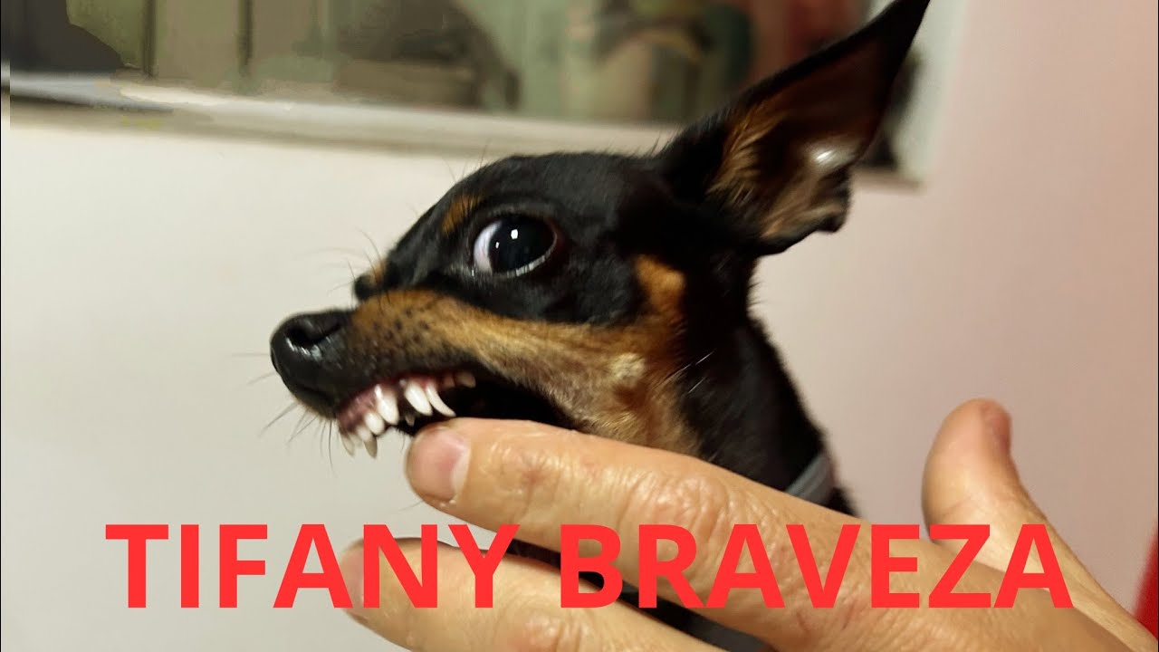 NEM TIRAR REMELA DO OLHO A TIFANY DEIXA 