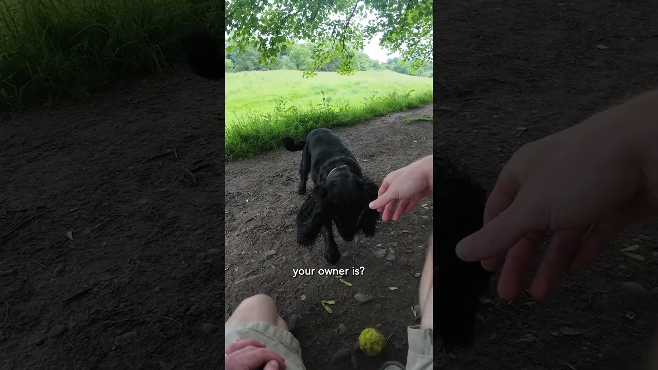 Don't play fetch with strangers 😅🎾 #spaniel