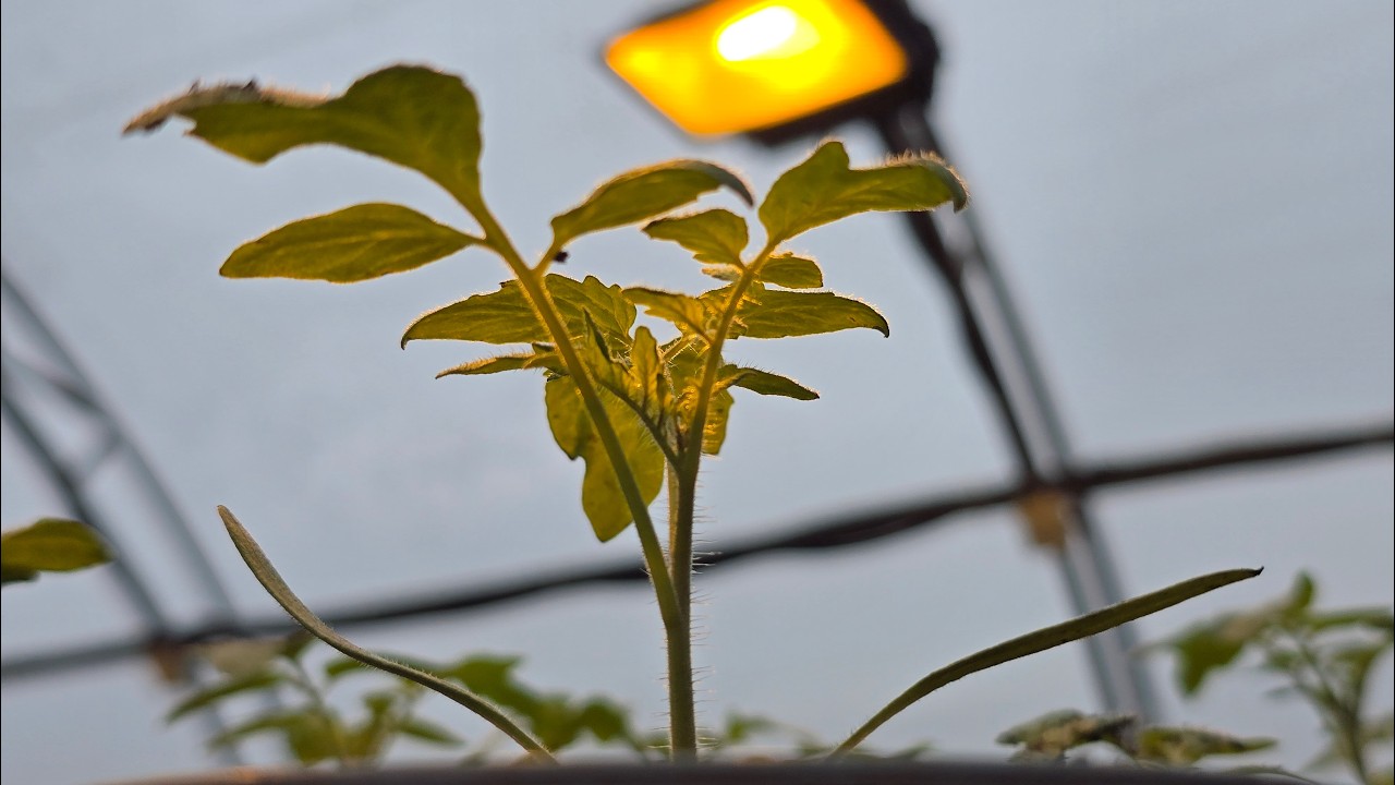 Досвічування розсади. Як? Чим? Скільки?
