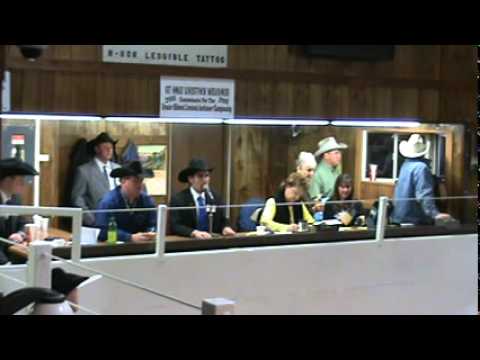 #20 Brennin Jack (2011 Greater Midwest Livestock Auction Competition)