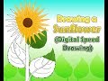 Drawing a Sunflower - Digital Speed Drawing