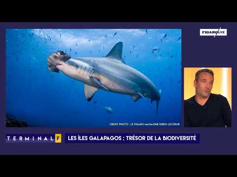 Vidéo: Quand voir des requins-marteaux aux galapagos ?