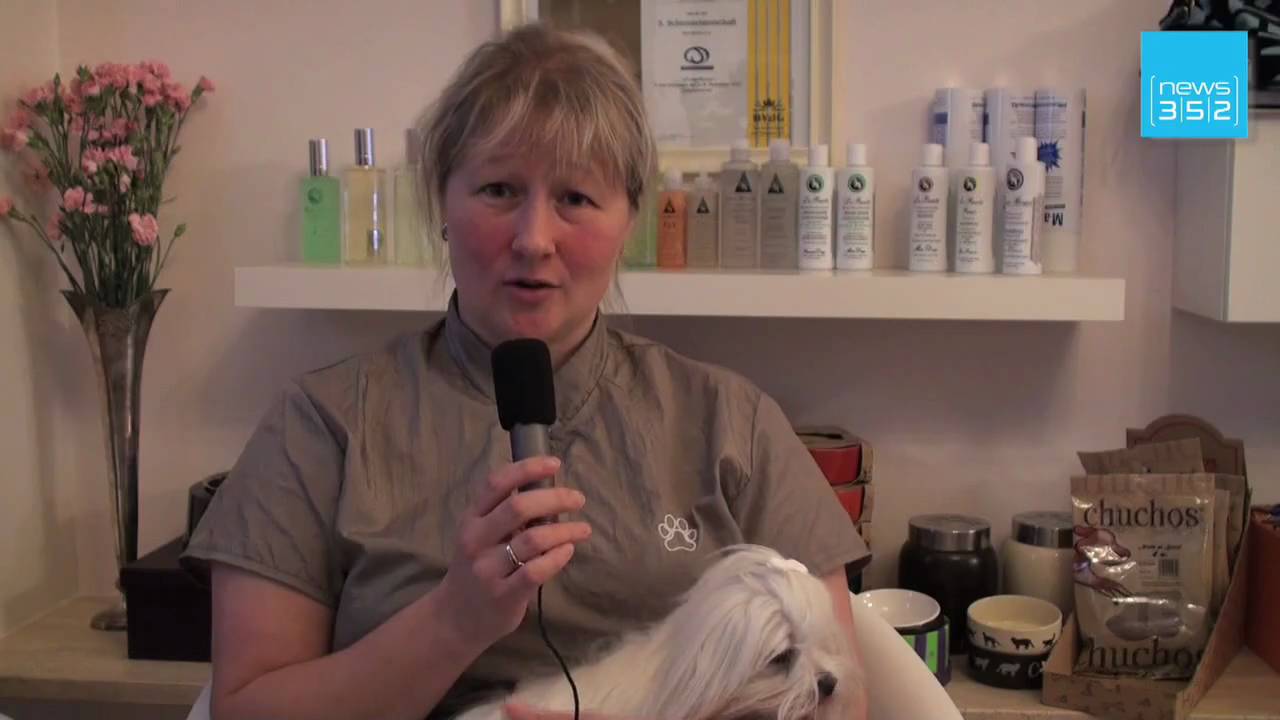 Job dog groomer YouTube